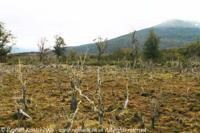 © Copyright - Raphael Kessler 2011 - Argentina - Ushuaia - Old man's beard