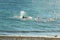 © Copyright - Raphael Kessler 2011 - Argentina - Tafi del Valle bugs