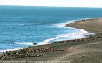 © Copyright - Raphael Kessler 2011 - Argentina - Peninsula Valdez - Orca attacks