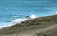 © Copyright - Raphael Kessler 2011 - Argentina - Peninsula Valdez - Orca attacks