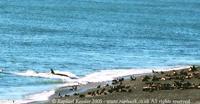 © Copyright - Raphael Kessler 2011 - Argentina - Peninsula Valdez - Orca attacks