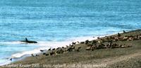 © Copyright - Raphael Kessler 2011 - Argentina - Peninsula Valdez - Orca attacks