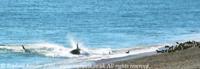 © Copyright Raphael Kessler - Argentina - Orcas Running On Beach