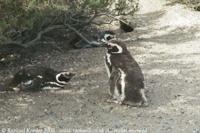 © Copyright Raphael Kessler - Argentina - Penguin Chat