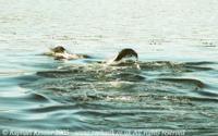 © Copyright - Raphael Kessler 2011 - Argentina - Ushuaia - Seals porpoising