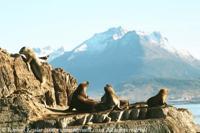 © Copyright Raphael Kessler - Argentina - Scaling Seal Pup