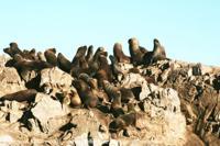 © Copyright - Raphael Kessler 2011 - Argentina - Ushuaia - Seal colony