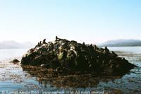 © Copyright - Raphael Kessler 2011 - Argentina - Ushuaia - Seal island