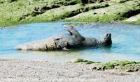 © Copyright - Raphael Kessler 2011 - Argentina - Peninsula Valdez - Seal shedding skin