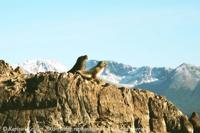 © Copyright - Raphael Kessler 2011 - Argentina - Ushuaia - Seals