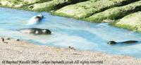 © Copyright Raphael Kessler - Argentina - Seals Subathing