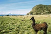© Copyright - Raphael Kessler 2011 - Bolivia - Lake Titicaca - Alpaca checking the view