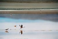 © Copyright - Raphael Kessler 2011 - Bolivia - Altiplano - Laguna Colorada (Red lake) flamingo taking off