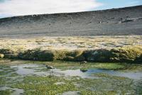 © Copyright - Raphael Kessler 2011 - Bolivia - Altiplano - Laguna Colorada (Red lake) grey flamingos