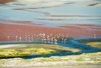 © Copyright - Raphael Kessler 2011 - Bolivia - Altiplano - Laguna Colorada (Red lake) flamingos