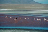 © Copyright - Raphael Kessler 2011 - Bolivia - Altiplano - Laguna Colorada (Red lake) flamingos