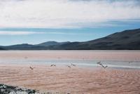 © Copyright - Raphael Kessler 2011 - Bolivia - Altiplano - Laguna Colorada (Red lake) flamingos