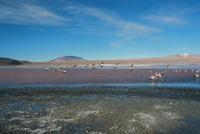 © Copyright - Raphael Kessler 2011 - Bolivia - Altiplano - Laguna Colorada (Red lake) flamingos in flight