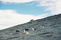 © Copyright - Raphael Kessler 2011 - Bolivia - Altiplano - Laguna Colorada (Red lake) alpacas
