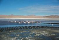 © Copyright - Raphael Kessler 2011 - Bolivia - Altiplano - Laguna Colorada (Red lake) flamingos