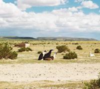 © Copyright - Raphael Kessler 2011 - Bolivia - Alpaca group sex