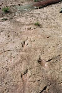 © Copyright Raphael Kessler - Bolivia - Raptor