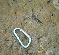 © Copyright - Raphael Kessler 2011 - Bolivia - Torotoro National Park - Fossil vertebrae