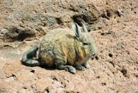 © Copyright - Raphael Kessler 2011 - Bolivia - Altiplano - Vizcacha