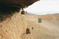 © Copyright - Raphael Kessler 2011 - Bolivia - Altiplano - Vizcachas