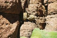 © Copyright - Raphael Kessler 2011 - Bolivia - Altiplano - Vizcachas kissing