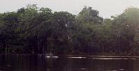 © Copyright Raphael Kessler 2011 - Brazil - Amazon - Fresh water porpoises