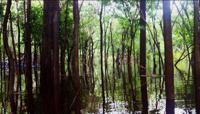 © Copyright Raphael Kessler 2011 - Brazil - Amazon - Swamp