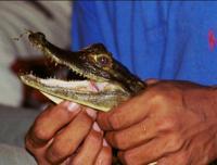 © Copyright Raphael Kessler 2011 - Brazil - Amazon - Cayman close up