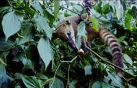 © Copyright Raphael Kessler 2011 - Brazil - Iguacu - Coati in the trees