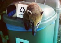 © Copyright Raphael Kessler 2011 - Brazil - Iguacu - Eco friendly coati
