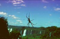 © Copyright Raphael Kessler 2011 - Brazil - Iguacu and spider