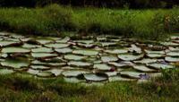 © Copyright Raphael Kessler 2011 - Brazil - Amazon - Water lillies