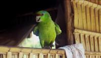 © Copyright Raphael Kessler 2011 - Brazil - Amazon - Green parrot