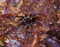 © Copyright Raphael Kessler 2011 - Brazil - Amazon - Tarantula