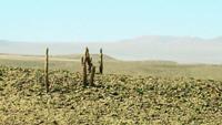 © Copyright - Raphael Kessler 2011 - Chile - Desert - Cacti