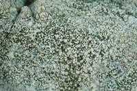 © Copyright - Raphael Kessler 2011 - Chile - Altiplano - Crystals on geyser