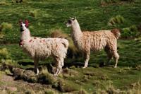 © Copyright - Raphael Kessler 2011 - Chile - Altiplano - Dressed up llamas