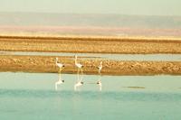 © Copyright - Raphael Kessler 2011 - Chile - Altiplano salt lakes - Flamingos