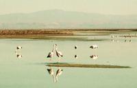 © Copyright - Raphael Kessler 2011 - Chile - Altiplano salt lakes - Flamingos