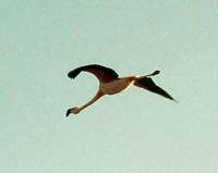 © Copyright - Raphael Kessler 2011 - Chile - Altiplano salt lakes - Flamingos