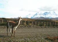 © Copyright - Raphael Kessler 2011 - Chile - Torres del Paine - Guanaco looking at the view