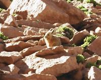 © Copyright Raphael Kessler - Chile - Hare