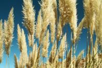 © Copyright - Raphael Kessler 2011 - Chile - Altiplano - Pampas grass