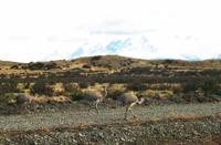 © Copyright - Raphael Kessler 2011 - Chile - Torres del Paine - Rheas