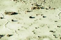 © Copyright - Raphael Kessler 2011 - Chile - Altiplano salt lakes - Salt